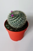 Yaşlı Kadın Kaktüsü (Mammillaria Hahniana) – kolay bakım, küçük çiçekler 8.5 cm saksıda - 2