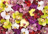 Educa 1000 Parça Orkide Çiçek Kolajı - Orchid Collage - 19558 - 1