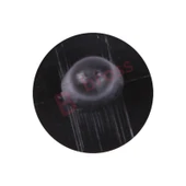 Nissan Mazda için 10 Adet Tespit Klipsi 01553 00291 9926 40 543A thumbnail 3