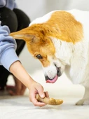 Köpek Çiğneme Oyuncağı - Ahşap Plastik Boynuz M - 5