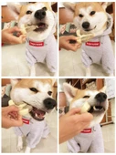 Büyük Boy Tavuk Butu Köpek Diş Kaşıma Oyuncağı - 6