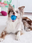 Köpek Ödül Saklama Topu - Hermes Turuncu - 6
