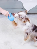 Köpek Diş Kaşıma Bisküvisi - 3 Adet Yedek - L - 6