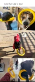 Küçük Boy Yumuşak Kauçuk Elastik Top Köpek Oyuncağı - 8