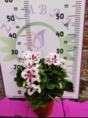 Beyaz mor alcalı Ceylangözü Sardunya (Pelargonium domesticum) - Renkli süs bitkisi - 3