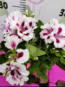Beyaz mor alcalı Ceylangözü Sardunya (Pelargonium domesticum) - Renkli süs bitkisi - 1