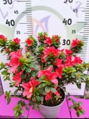Kırmızı Açelya (Azalea) - Renkli ve Göz Alıcı Çiçekli Bitki 30-40 CM - 1