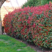 Alev Çalısı (Photinia serratifolia) - Renkli ve Dayanıklı Peyzaj Bitkisi - 4