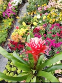 Guzmania Lingulata Hope - Eşsiz ve Renkli İç Mekan Süs Bitkisi - 7