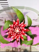 Guzmania Lingulata Hope - Eşsiz ve Renkli İç Mekan Süs Bitkisi - 1