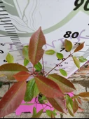 Alev Çalısı (Photinia serratifolia) - Renkli ve Dayanıklı Peyzaj Bitkisi - 2