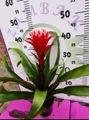Guzmania Lingulata Hope - Eşsiz ve Renkli İç Mekan Süs Bitkisi - 6
