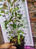 Alev Çalısı (Photinia serratifolia) - Renkli ve Dayanıklı Peyzaj Bitkisi - 3