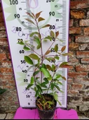 Alev Çalısı (Photinia serratifolia) - Renkli ve Dayanıklı Peyzaj Bitkisi - 1