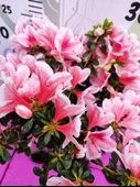 Beyaz Alacalı Pembe Açelya (Azalea) - Zarif ve Renkli Çiçekli Bitki - 2