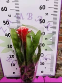 Guzmania Lingulata Hope - Eşsiz ve Renkli İç Mekan Süs Bitkisi - 2