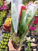 Guzmania Lingulata Hope - Eşsiz ve Renkli İç Mekan Süs Bitkisi - 3