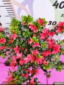 Kırmızı Açelya (Azalea) - Renkli ve Göz Alıcı Çiçekli Bitki 30-40 CM - 3