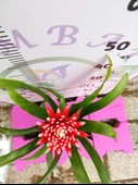 Guzmania Lingulata Hope - Eşsiz ve Renkli İç Mekan Süs Bitkisi - 5