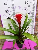 Guzmania Lingulata Hope - Eşsiz ve Renkli İç Mekan Süs Bitkisi - 4