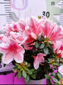Beyaz Alacalı Pembe Açelya (Azalea) - Zarif ve Renkli Çiçekli Bitki - 3