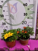 Yoğun Kokulu Sarı ve Kırmızı Bidens (2 adet) - Asteraceae Ailesine Ait Çiçekli Bahçe Bitkisi - 2