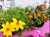 Yoğun Kokulu Sarı ve Kırmızı Bidens (2 adet) - Asteraceae Ailesine Ait Çiçekli Bahçe Bitkisi - 1