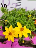 Yoğun Kokulu Sarı ve Kırmızı Bidens (2 adet) - Asteraceae Ailesine Ait Çiçekli Bahçe Bitkisi - 4