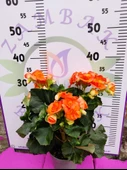 Turuncu Begonia Hiemalis - Göz Alıcı ve Renkli Sezonluk Süs Bitkisi (Çok Yıllık) - 3