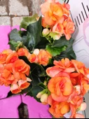 Turuncu Begonia Hiemalis - Göz Alıcı ve Renkli Sezonluk Süs Bitkisi (Çok Yıllık) - 1