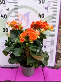 Turuncu Begonia Hiemalis - Göz Alıcı ve Renkli Sezonluk Süs Bitkisi (Çok Yıllık) - 2