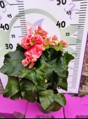 Pembe Begonia Hiemalis - Renkli ve Göz Alıcı Sezonluk Çok Yıllık İç Mekan Bitkisi - 3