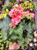 Pembe Begonia Hiemalis - Renkli ve Göz Alıcı Sezonluk Çok Yıllık İç Mekan Bitkisi - 1