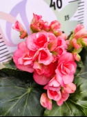 Pembe Begonia Hiemalis - Renkli ve Göz Alıcı Sezonluk Çok Yıllık İç Mekan Bitkisi - 4