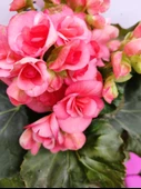 Pembe Begonia Hiemalis - Renkli ve Göz Alıcı Sezonluk Çok Yıllık İç Mekan Bitkisi - 2