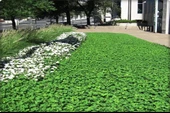 Fare Kulağı - Dichondra Repens(1 kg) orijinal kutu - 5