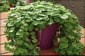 Fare Kulağı - Dichondra Repens(1 kg) orijinal kutu - 6