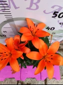 Kavak Desenli Zambak (Lilium bulbiferum) - Renkli ve Kokulu İç Mekan Bitkisi - 2