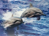 3 Boyutlu Resim  Sevimli Yunuslar İkili Yunus Resmi Tablosu 30x40 Cm - 1
