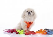 Tailpetz Air Mesh Harness Göğüs Tasması Neon Kırmızı 2XSmall - 7