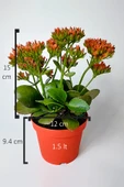 Kalanchoe Blossfeldiana çiçek açan sukulent Flaming Katy 12 cm saksıda - 5