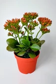 Kalanchoe Blossfeldiana çiçek açan sukulent Flaming Katy 12 cm saksıda - 1