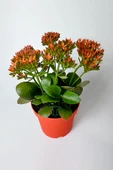 Kalanchoe Blossfeldiana çiçek açan sukulent Flaming Katy 12 cm saksıda - 2