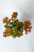 Kalanchoe Blossfeldiana çiçek açan sukulent Flaming Katy 12 cm saksıda - 4