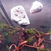 Uçan Kaya Akvaryum Aksesuarı Dekoru 6-9 CM ( 1 Adet ) - 4