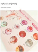 Jinekolojik Anatomi Atlası Poster - Vulva Estetiği Karşılaştırması - A4 - 4