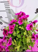 Mor Alacalı Ceylangözü Sardunya (PELARGONİUM DOMESTİCUM) - Renkli Süs Bitkisi - 2