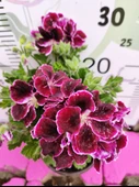 Bordo Ceylangözü Sardunya (PELARGONİUM DOMESTİCUM) - Renkli Süs Bitkisi - 2
