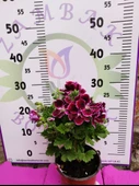 Bordo Ceylangözü Sardunya (PELARGONİUM DOMESTİCUM) - Renkli Süs Bitkisi - 4