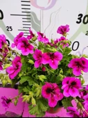 Mor Alacalı Ceylangözü Sardunya (PELARGONİUM DOMESTİCUM) - Renkli Süs Bitkisi - 1